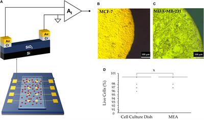 Human Breast Cancer Cells Demonstrate Electrical Excitability